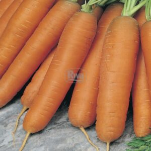 Купити Морква Перфекція Агроном