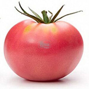 Насіння томату Малиновий Ожаровський Агроном фото