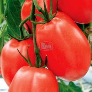 Насіння томату Лагідний Агроном фото