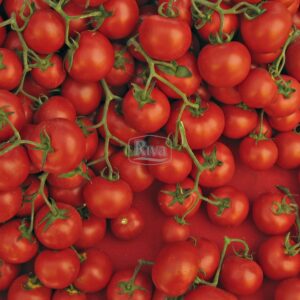 Насіння томату Руфус F1 Inter Seeds фото