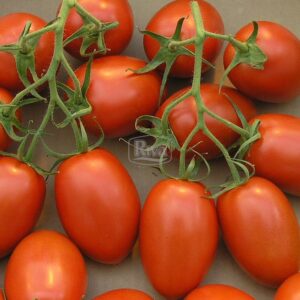Насіння томату Уліссе фото
