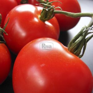 Насіння томату Толстой F1 Inter Seeds фото