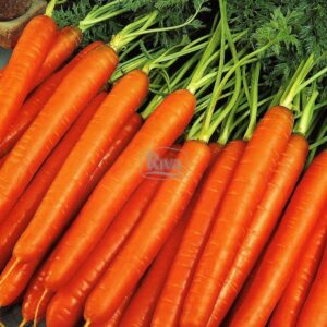 Морква Флакке- 2 Агроном  