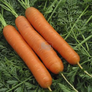 Купити Морква Нантська Агроном