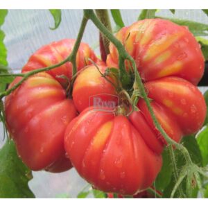 Насіння томату Ведмежа лапа Агроном фото