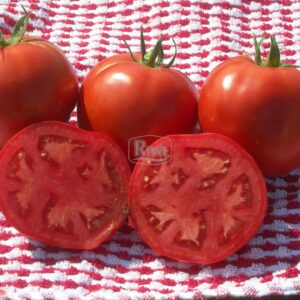 Насіння томату Ламантін F1 Inter Seeds фото