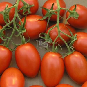 Насіння томату Ред Скай F1 Inter Seeds фото
