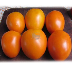 Насіння томату Биче серце оранжеве Агроном фото