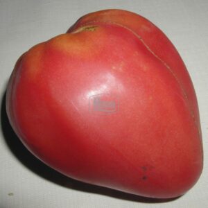 Насіння томату Волове серце Агроном  фото