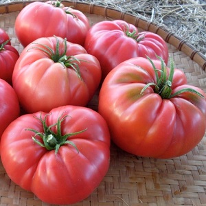 Насіння томату Агроном Дика Роза фото