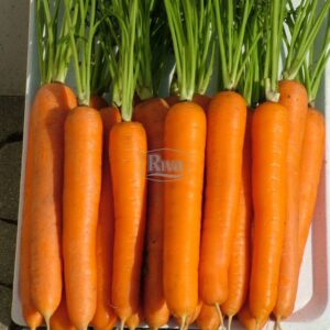 Морква Лагуна Nunhems