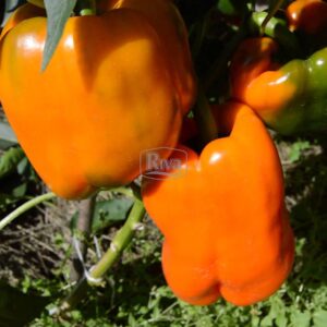 Насіння перцю Мохай