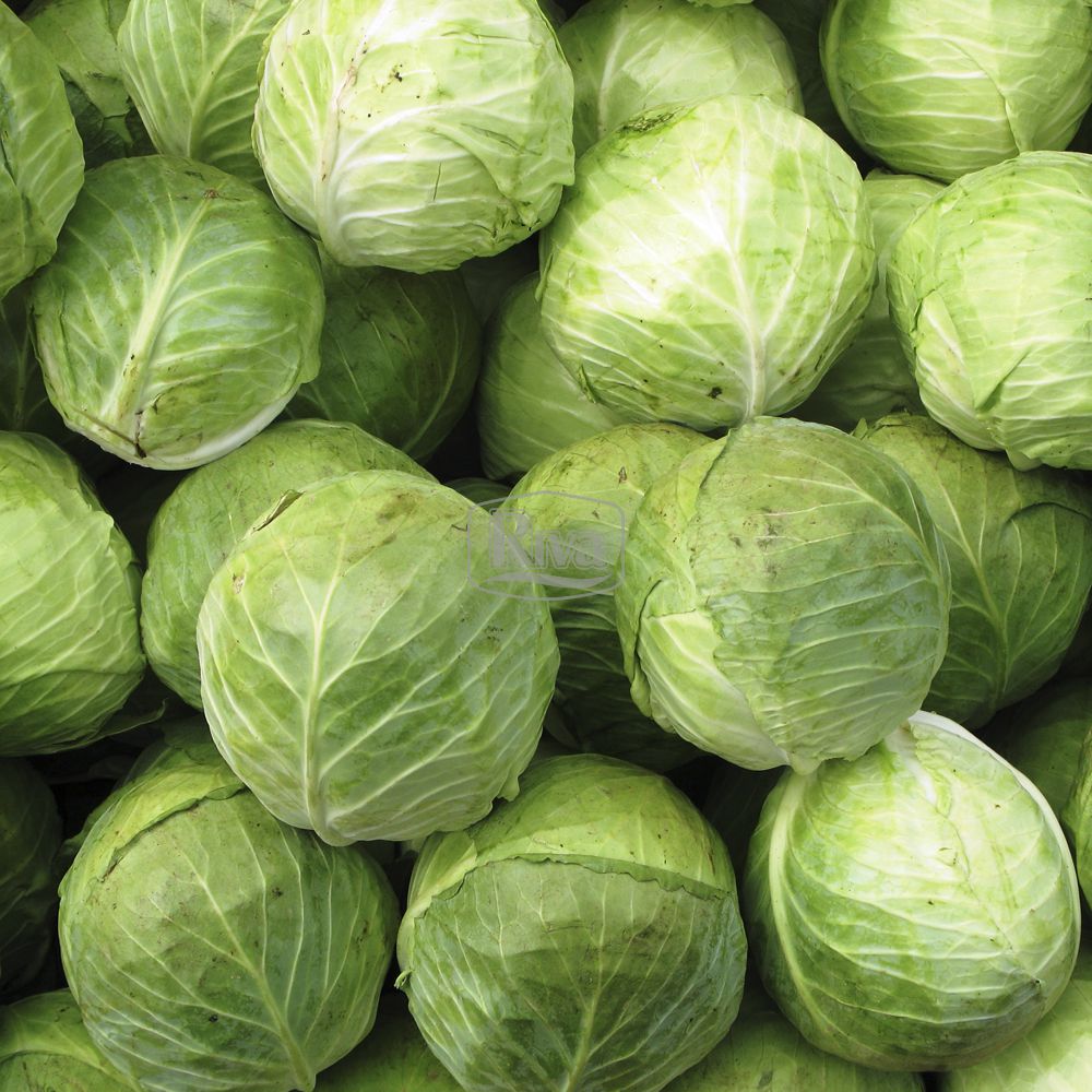 агрессор Насіння капусти Агрессор Syngenta