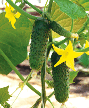 Огірок Альянс Bejo Zaden