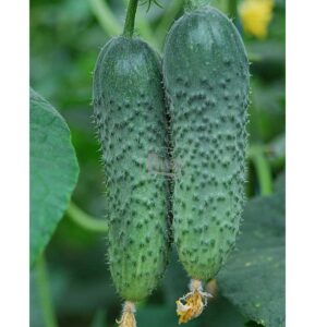 Насіння огірка Амур Bejo Zaden