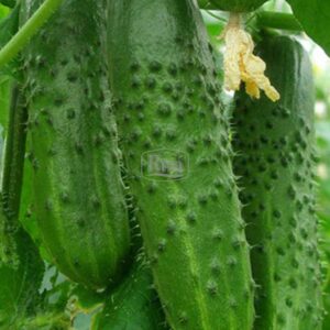 Насіння огірка Артіст Bejo Zaden