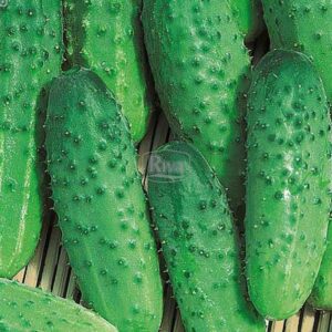 Насіння огірка Атлантіс Bejo Zaden