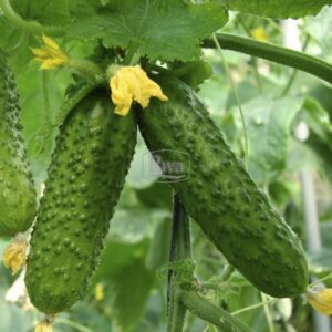 Насіння огірка Nunhems