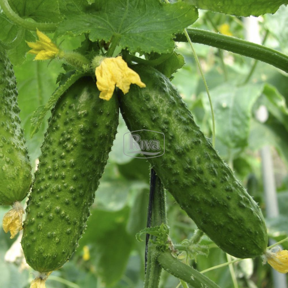 аякс огірок Насіння огірка Nunhems
