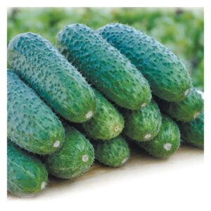 Огірок Чайковський Rijk Zwaan