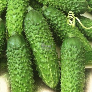 Насіння огірка Соната Rijk Zwaan