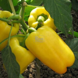 Насіння перцю Джеміні