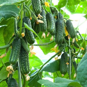 Насіння огірка Еколь Syngenta