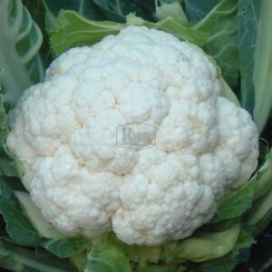 Капуста Гудмен цвітна Bejo Zaden