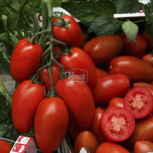 Томат Інкас Nunhems