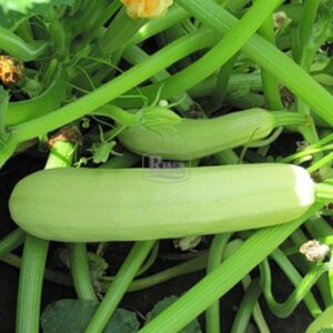 Насіння кабачка Іскандер Seminis