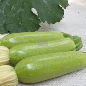 Насіння кабачка Кавілі Nunhems