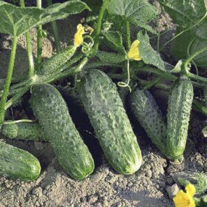 Насіння огірка Криспіна