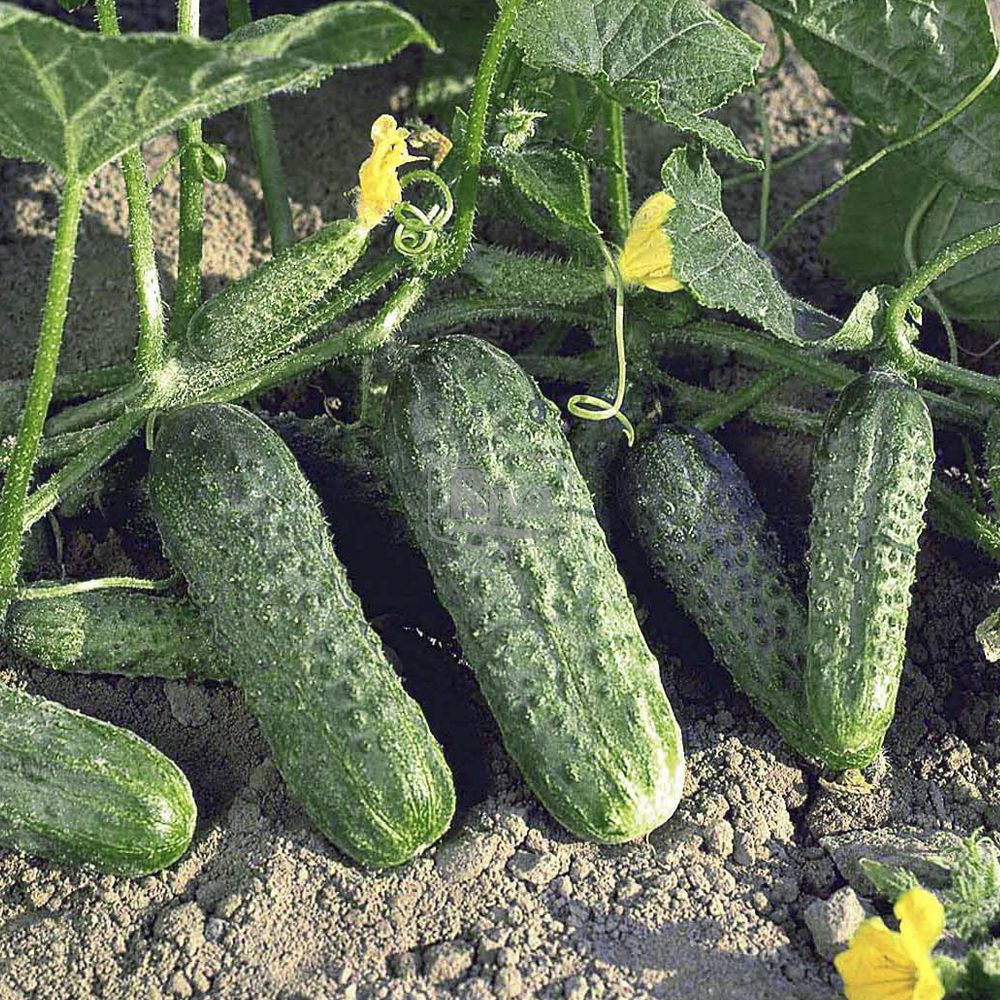 криспина Насіння огірка Криспіна