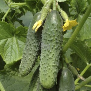 Насіння огірка Маша Seminis