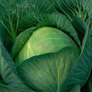 Капуста Мегатон F1 Bejo Zaden