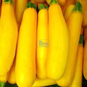 Насіння кабачка Мері Голд Clause Tezier