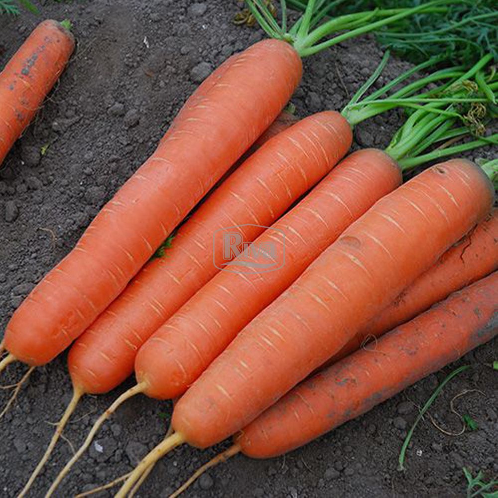 монанта Морква Монанта Rijk Zwaan