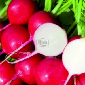 Насіння редиски Рудольф