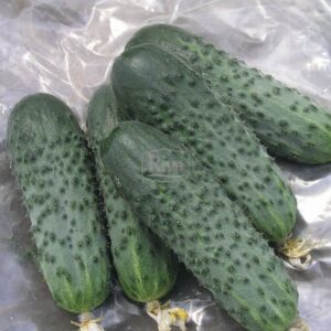 Насіння огірка Сатіна Nunhems