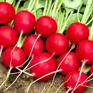 Насіння редиски Селеста