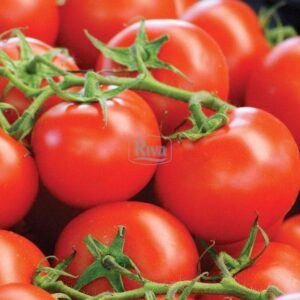 Томат Солероссо Nunhems