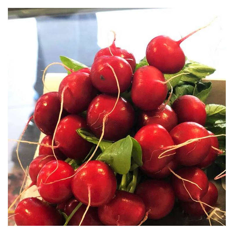 віена редиска Редиска Віенна Enza Zaden